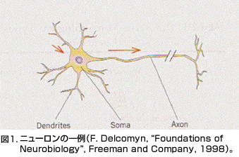 図1．ニューロンの一例（F. Delcomyn, “Foundations of Neurobiology”, Freeman and Company, 1998）