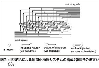図2．相互結合による同期化神経システムの構成（瀧澤らの論文から）。