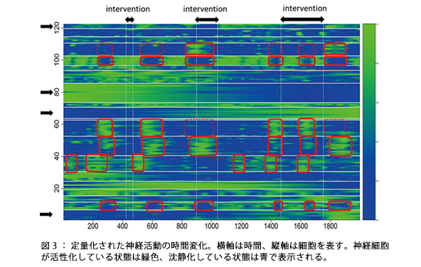 図3:定量化された神経活動の時間変化。横軸は時間、縦軸は細胞を表す。神経細胞が活性化している状態は緑色、沈静化している状態は青で表示される。 図3:定量化された神経活動の時間変化。横軸は時間、縦軸は細胞を表す。神経細胞が活性化している状態は緑色、沈静化している状態は青で表示される。