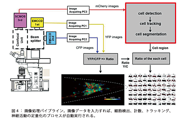 図4:画像処理パイプライン。画像データを入力すれば、細胞検出、計数、トラッキング、神経活動の定量化のプロセスが自動実行される。 図4:画像処理パイプライン。画像データを入力すれば、細胞検出、計数、トラッキング、神経活動の定量化のプロセスが自動実行される。