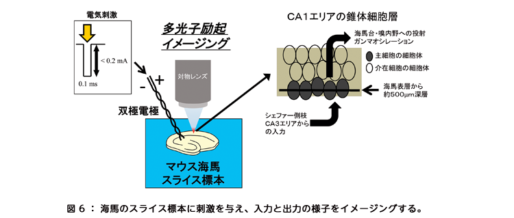 図6:海馬のスライス標本に刺激を与え、入力と出力の様子をイメージングする。 図6:海馬のスライス標本に刺激を与え、入力と出力の様子をイメージングする。