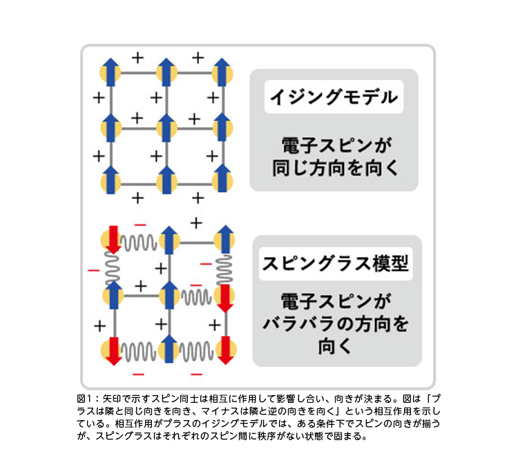 図1：矢印で示すスピン同士は相互に作用して影響し合い、向きが決まる。図は「プラスは隣と同じ向きを向き、マイナスは隣と逆の向きを向く」という相互作用を示している。相互作用がプラスのイジングモデルでは、ある条件下でスピンの向きが揃うが、スピングラスはそれぞれのスピン間に秩序がない状態で固まる。