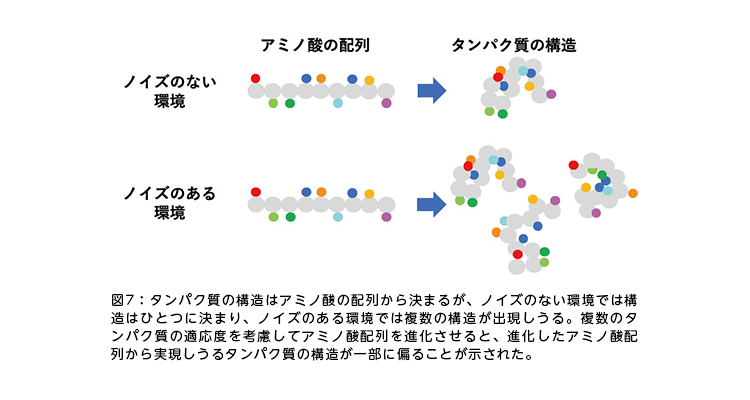 図7：タンパク質の構造はアミノ酸の配列から決まるが、ノイズのない環境では構造はひとつに決まり、ノイズのある環境では複数の構造が出現しうる。複数のタンパク質の適応度を考慮してアミノ酸配列を進化させると、進化したアミノ酸配列から実現しうるタンパク質の構造が一部に偏ることが示された。