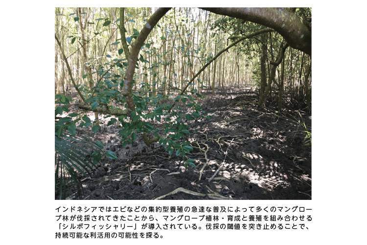 インドネシアではエビなどの集約型養殖の急速な普及によって多くのマングローブ林が伐採されてきたことから、マングローブ植林・育成と養殖を組み合わせる「シルボフィッシャリー」が導入されている。伐採の閾値を突き止めることで、持続可能な利活用の可能性を探る。 インドネシアではエビなどの集約型養殖の急速な普及によって多くのマングローブ林が伐採されてきたことから、マングローブ植林・育成と養殖を組み合わせる「シルボフィッシャリー」が導入されている。伐採の閾値を突き止めることで、持続可能な利活用の可能性を探る。